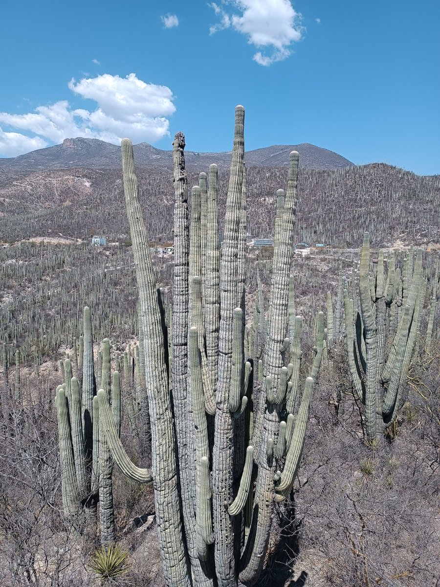 Lab Geoespacial IPN tweet media