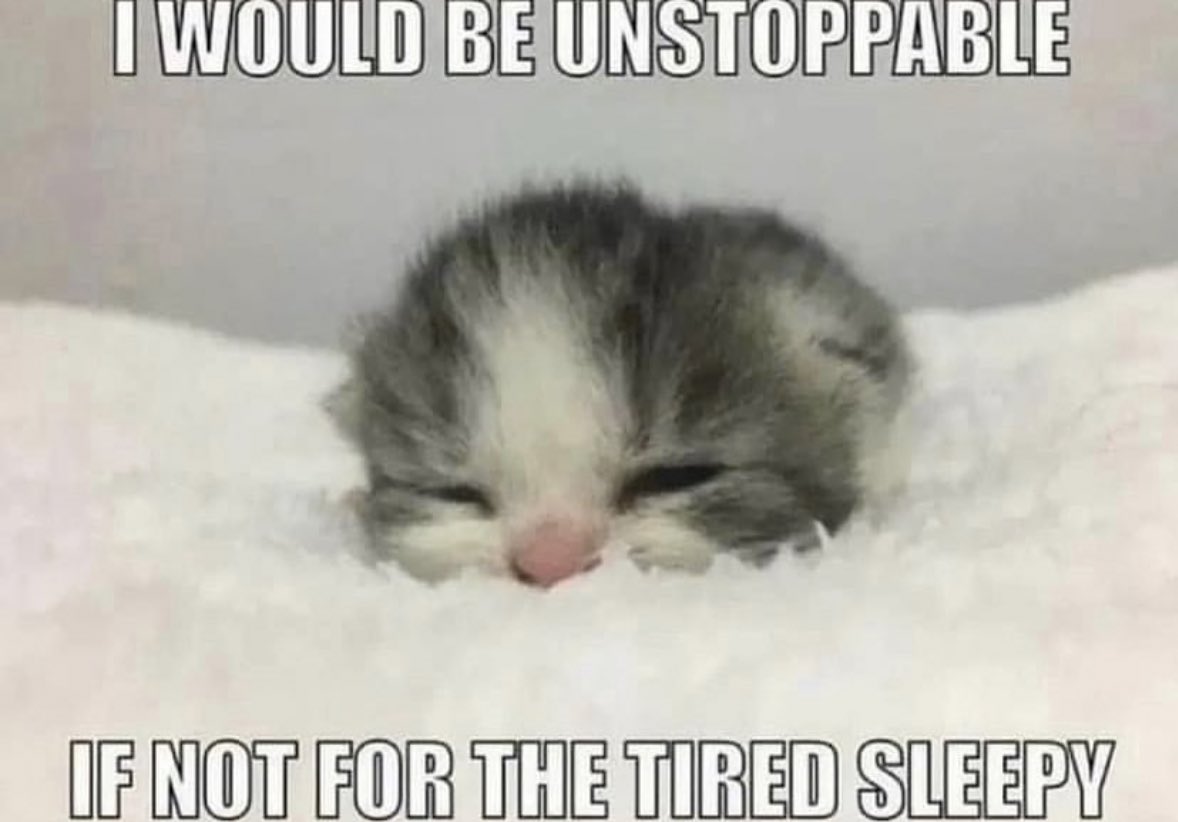 LiterallyMeCats (@literallymecats) on Twitter photo 