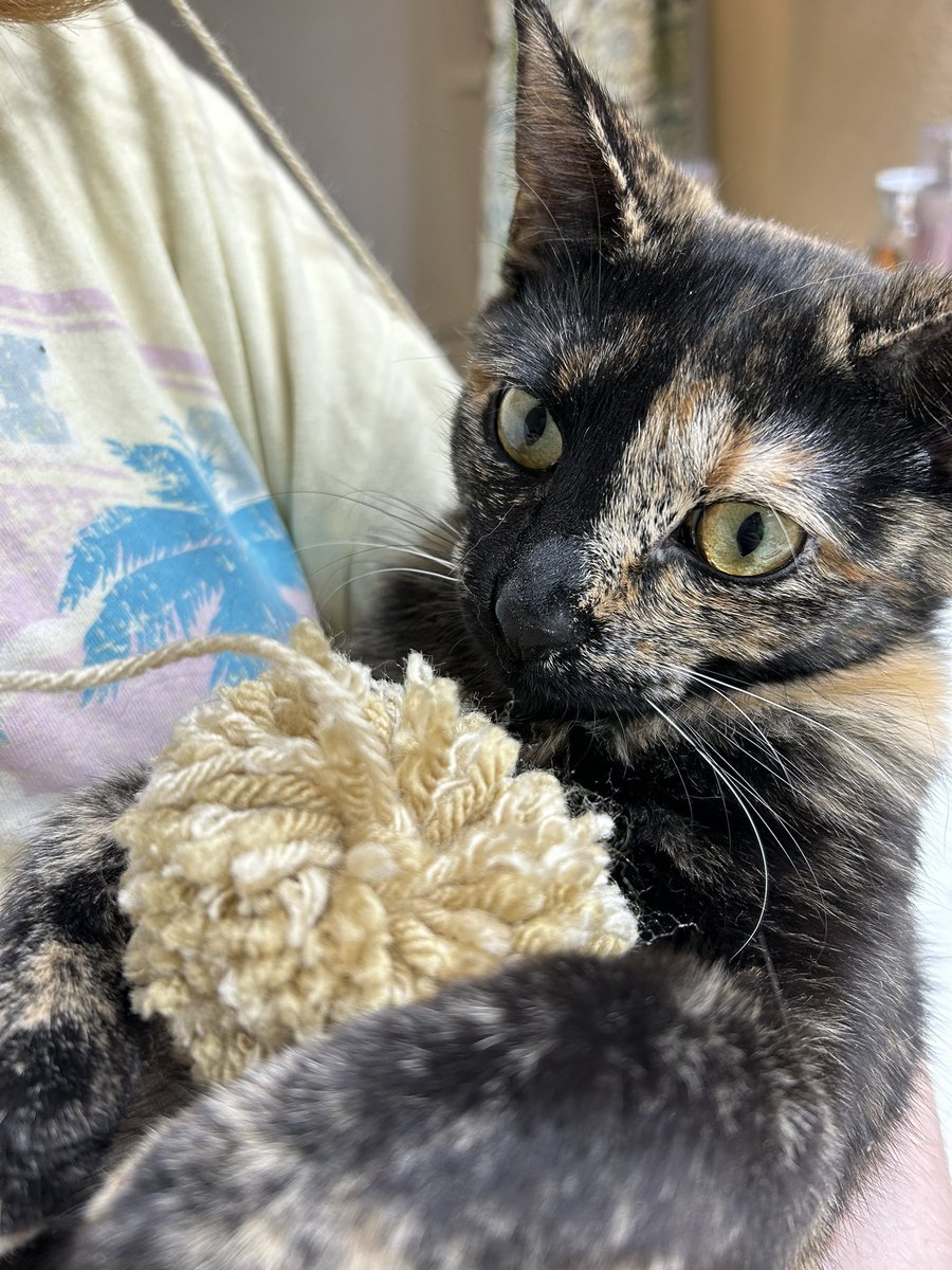 AtticusAtticCat's tweet photo. My little sister Nutmeg stole a yarn floof. #AtticusTheAtticCat https://t.co/dIE3JQnHjO