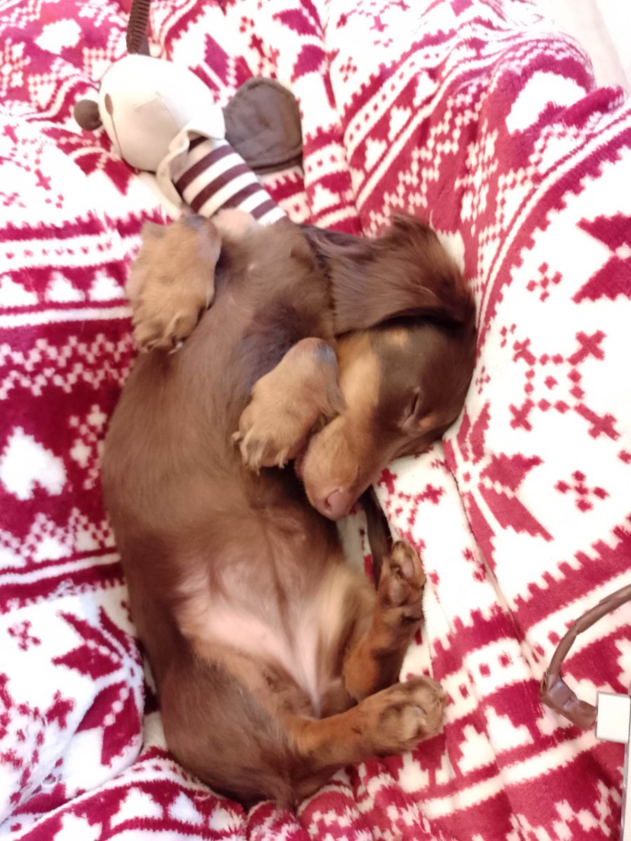Having a sleep after keeping my mum awake all night - Annie

Follow me on Instagram instagram.com/dotty_and_anni…
@dotty_and_annie

#dachshund #sleepingdachsie #sleepingdachsund #sleepingsausagedog #sleepingpuppy #puppy #cutepuppy #cheekypuppy #cheekydachsund #petlovers