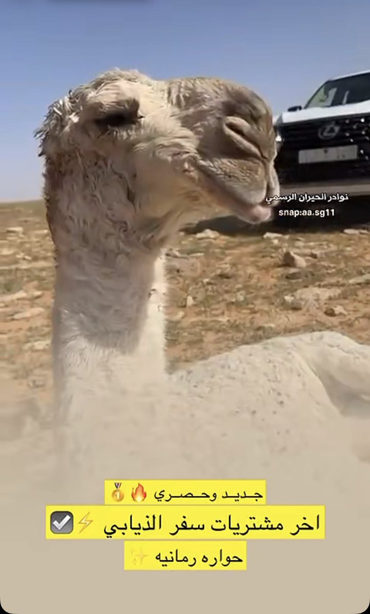 lilililmlililil's tweet photo. مبروك يبوسعود @OtbSafer 
مشترى نخبوي لسيف النظر الحاد سفر الذيابي ..
الف مبروك .. https://t.co/dIkAmBZgxa