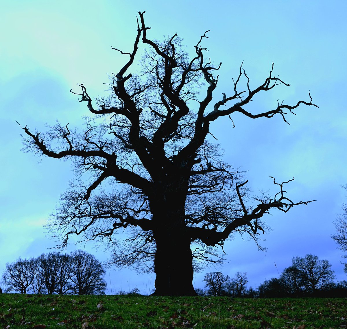 One of Althorp park's many veteran oaks looking rather moody today.
These majestic giants have a magnificence all of their own.
Conservation@althorp.com  #oaks #althorppark #lovetrees