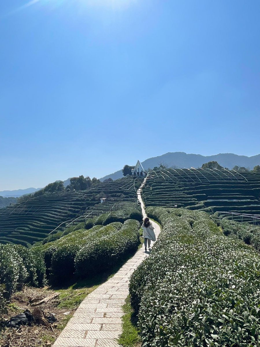 SunflowerGool's tweet photo. Turned into a girl picking tea https://t.co/S5SC0az7TI