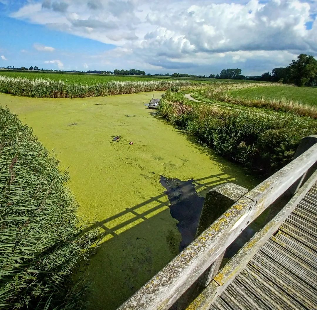 Eerst zie je een sloot vol kroos. Dan zie je twee kinderen die daar in zwemmen. Is dat een goed idee? Waarom groeit daar zoveel kroos? En wat zit er nog meer in dat water?

Wij willen schoon water, ook in het landelijk gebied. #BetaalbaarWater in het waterschap #Noorderzijlvest