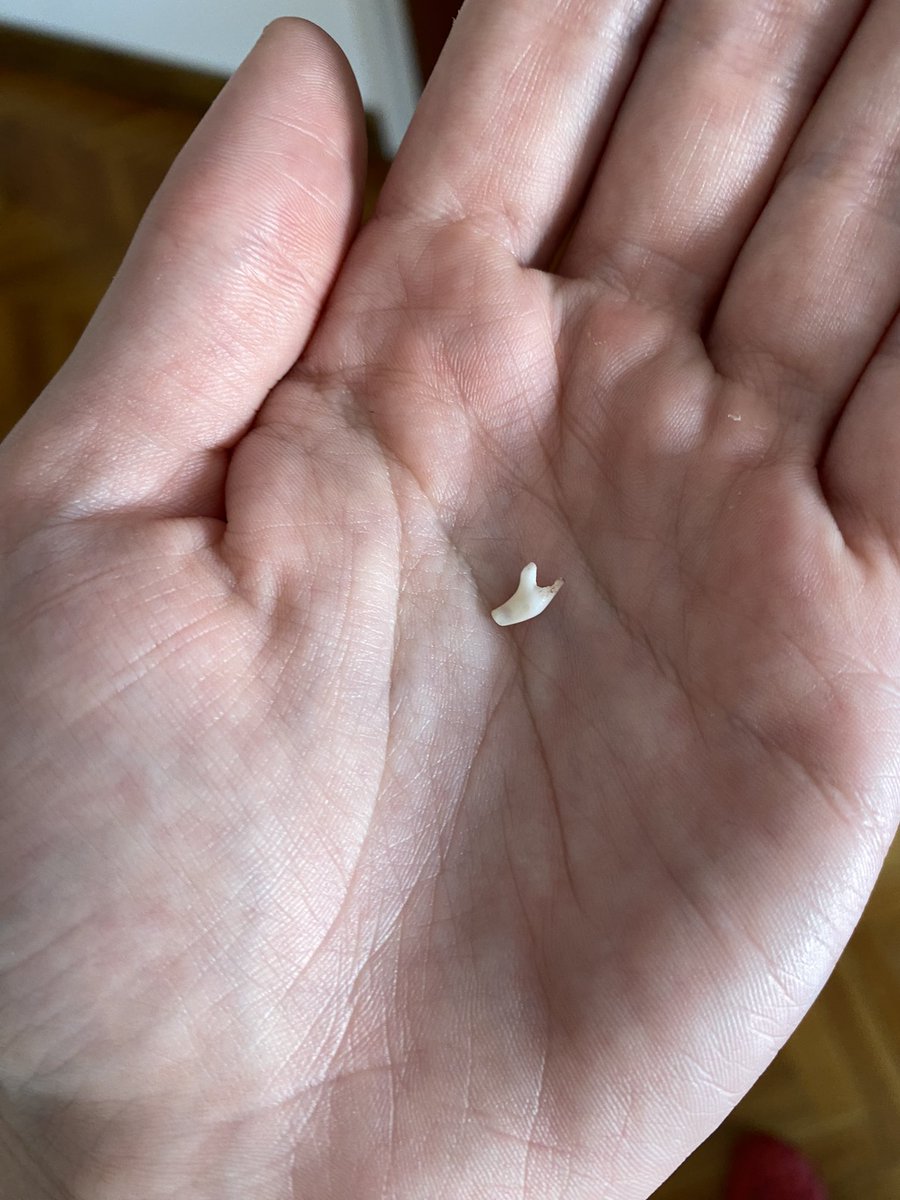 LaKusama_'s tweet photo. A mi hijo perruno se le están cayendo los dientes de leche y los guardo porque a pesar de la biología YO SOY MAMÁ https://t.co/RSHE46GcQf