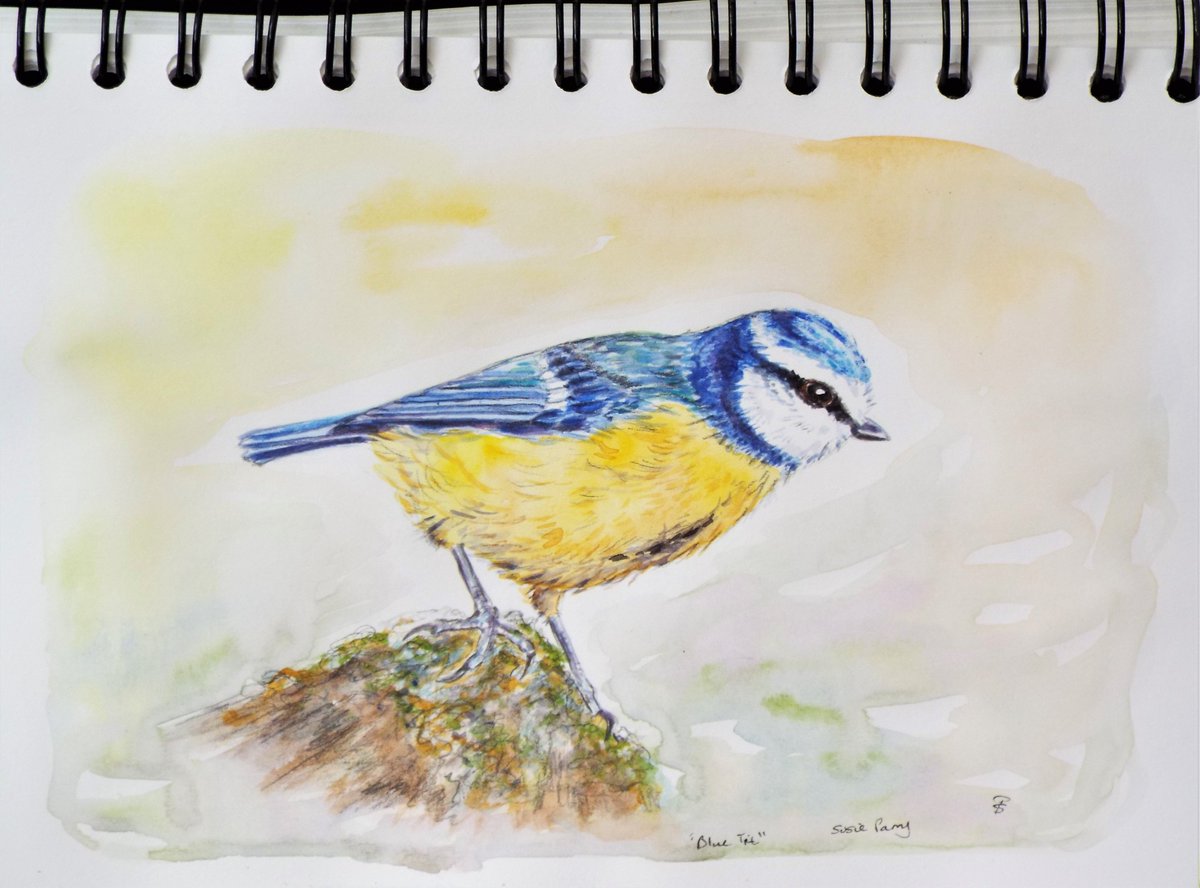 It's #WorldWildlifeDay - here's a few of the birds we put out food for in our garden - sparrow, coal tit, goldfinch and blue tit 🐦🥰#BirdsOfTwitter  #birds #birdwatching #FeedTheBirds #artshare #watercolourpainting  #WildlifeDay2023 #SaturdayVibes #weekendvibes 🥰🐦