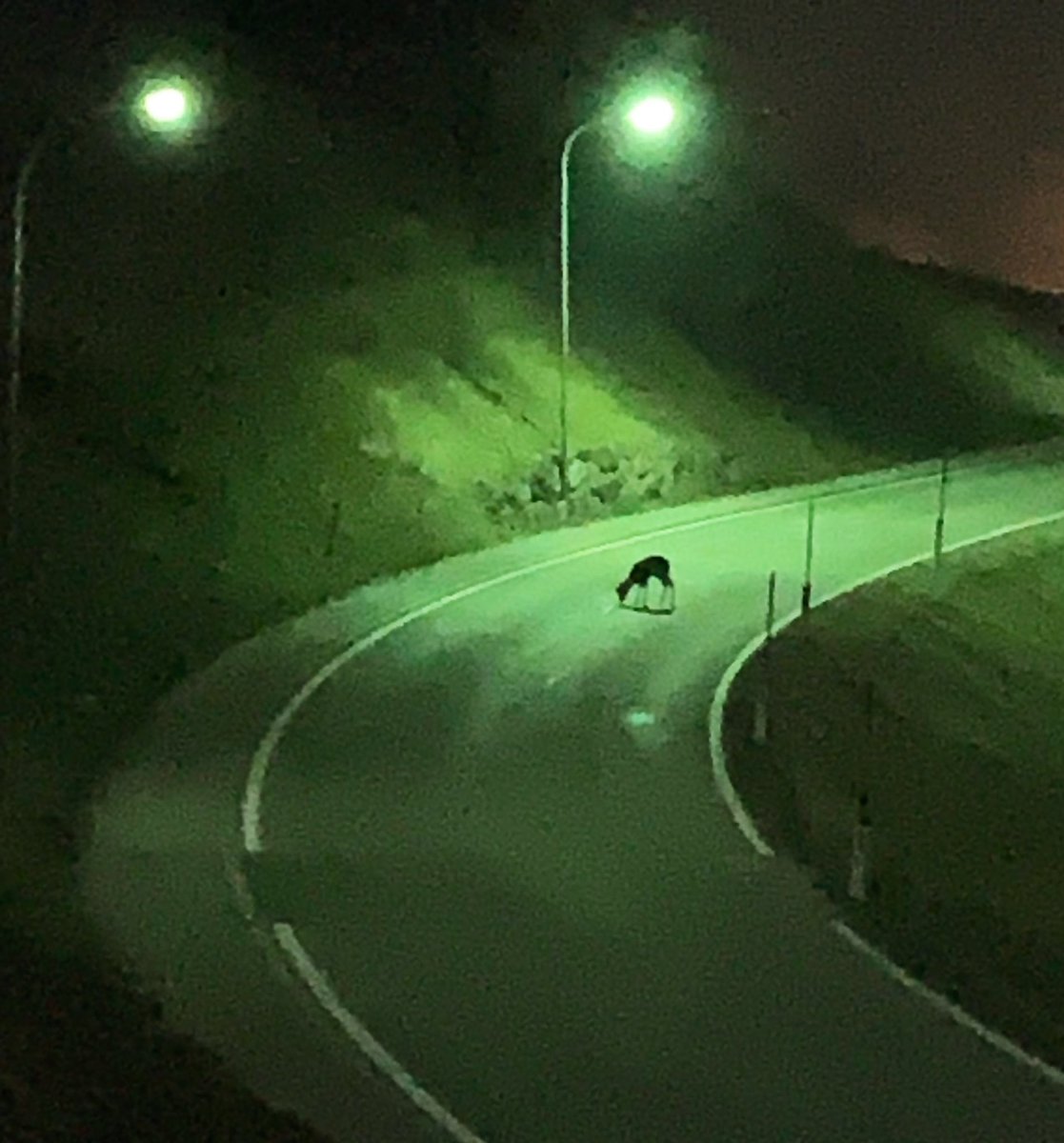 Ommetje 's avonds. Verderop staat een #ree zout van het asfalt te likken. Een aanvulling voor de mineralenhuishouding. Maar wij begrijpen ook meteen het risico... het ree niet.

❗️De komende week zal er weer gestrooid worden. Pas je snelheid aan! 🦌💥🚗💨 #fauna #natuur #Utrecht