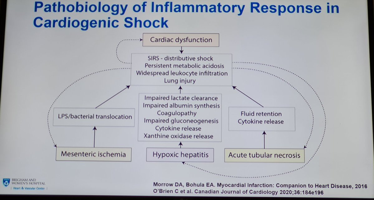 renecardio4's tweet photo. Shock Mixto #ACC23 Dr David Morrow. Excelente charla https://t.co/g246REawQY