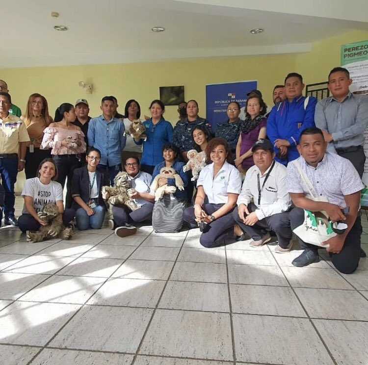 5WFoundation's tweet image. The Pygmy Sloth Conservation Project is led by Diorene Smith Cabellos, Panamanian researcher, EDGE Fellow, and member of the IUCN SSC Anteater, Sloth and Armadillo Specialist Group.

#sloths #pygmyslothconservation #pygmysloth #threatenedspecies
@5wfoundation  @IUCNRedList @IUCN