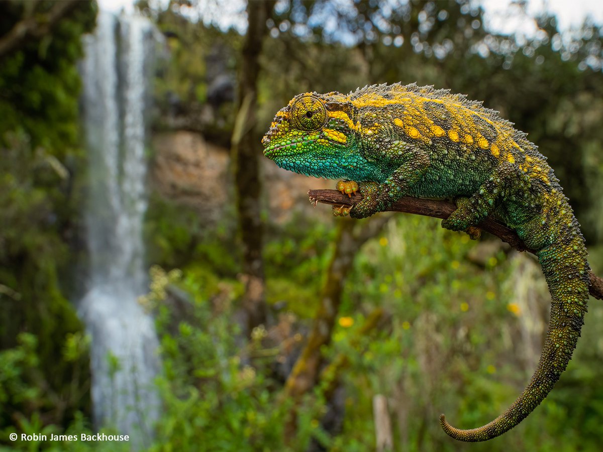 Naturetrek tweet media