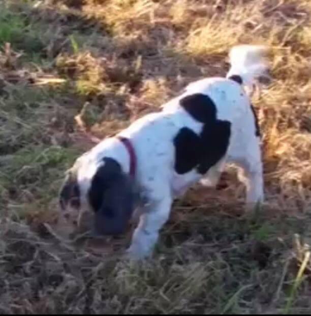 KarenFi51820768's tweet photo. Today is 2 Years since Chester went missing presumed stolen. His Mum Karen is still heartbroken.  It doesn’t get any easier and her life is in limbo. Chester is nearly 10 years old. Have you seen a #dog like Chester in your area in the last two years? Please #RT https://t.co/7WEQ8Wk1Ue