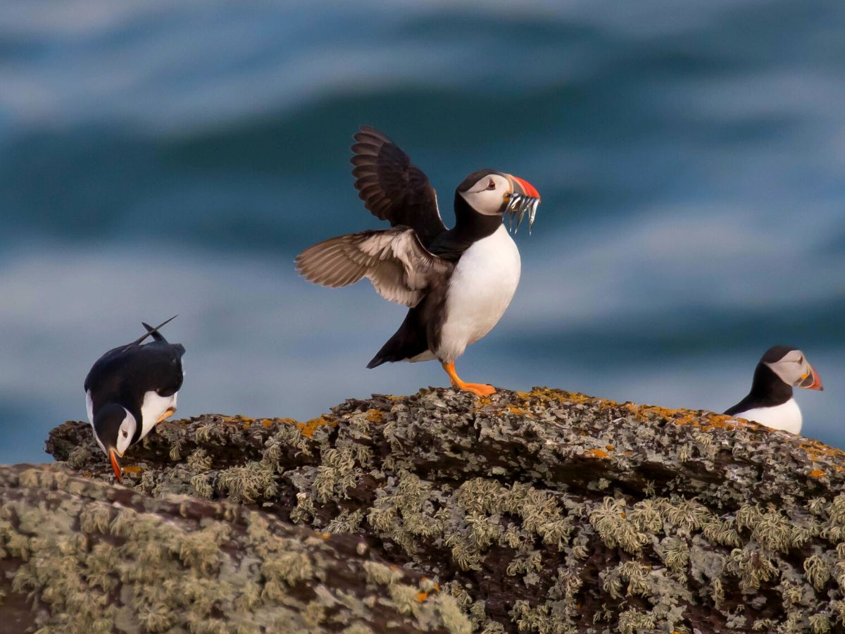2TravelDads's tweet image. One of my favorite things about #Maine is the wildlife. Moose in the mountains, puffins offshore. bit.ly/3kEN46g 

We're got our Maine wildlife bucket list up, including tips for when and where to see some of our favorite animals. Check it out! #visitmaine #mainething