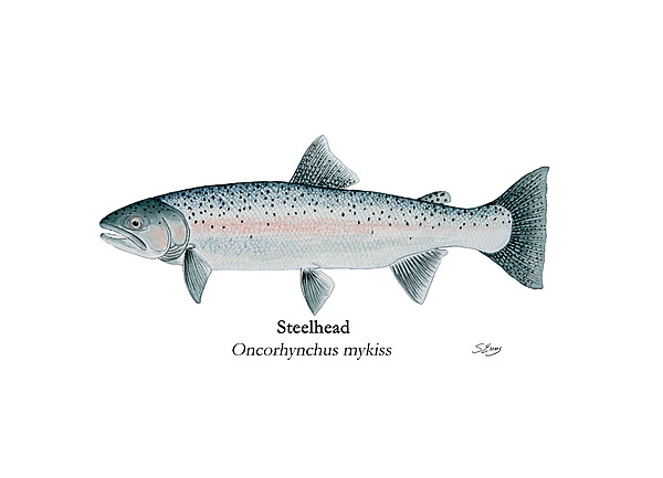 stephenkemms's tweet photo. New artwork for sale! - "Steelhead Painting" - https://t.co/dn5naqVjSe @fineartamerica https://t.co/c4R4lqQmHq