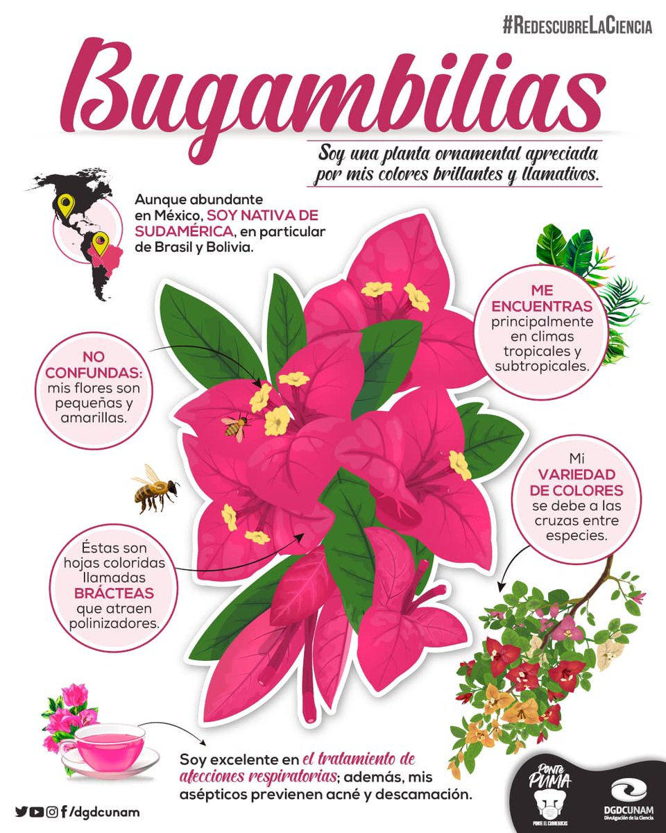 Las bugambilias engalanan muchas de las calles de nuestro país gracias a sus hermosos colores.

Su variedad de tonalidades se debe a las cruzas entre especies. 

¡Además, estas plantas tienen diversos usos medicinales!
¿Quieres conocerlos? Da clic: bit.ly/3c10DWh