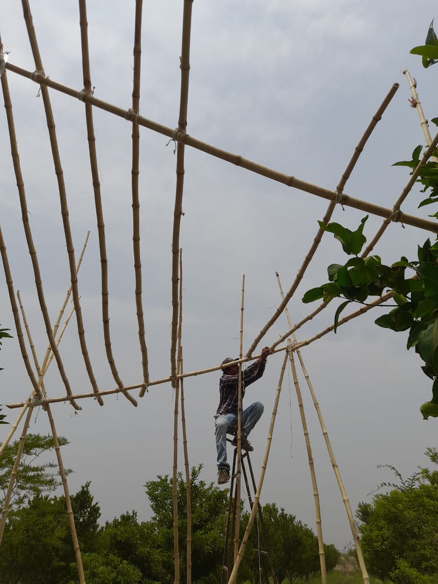 WalchaleNishant's tweet image. Designing with bamboo has been a truly rewarding experience. This material not only looks great but also has many sustainable benefits. #BambooArchitecture  #SustainableDesign 
Sharing a few photographs of my project building in Amravati, Maharashtra in India