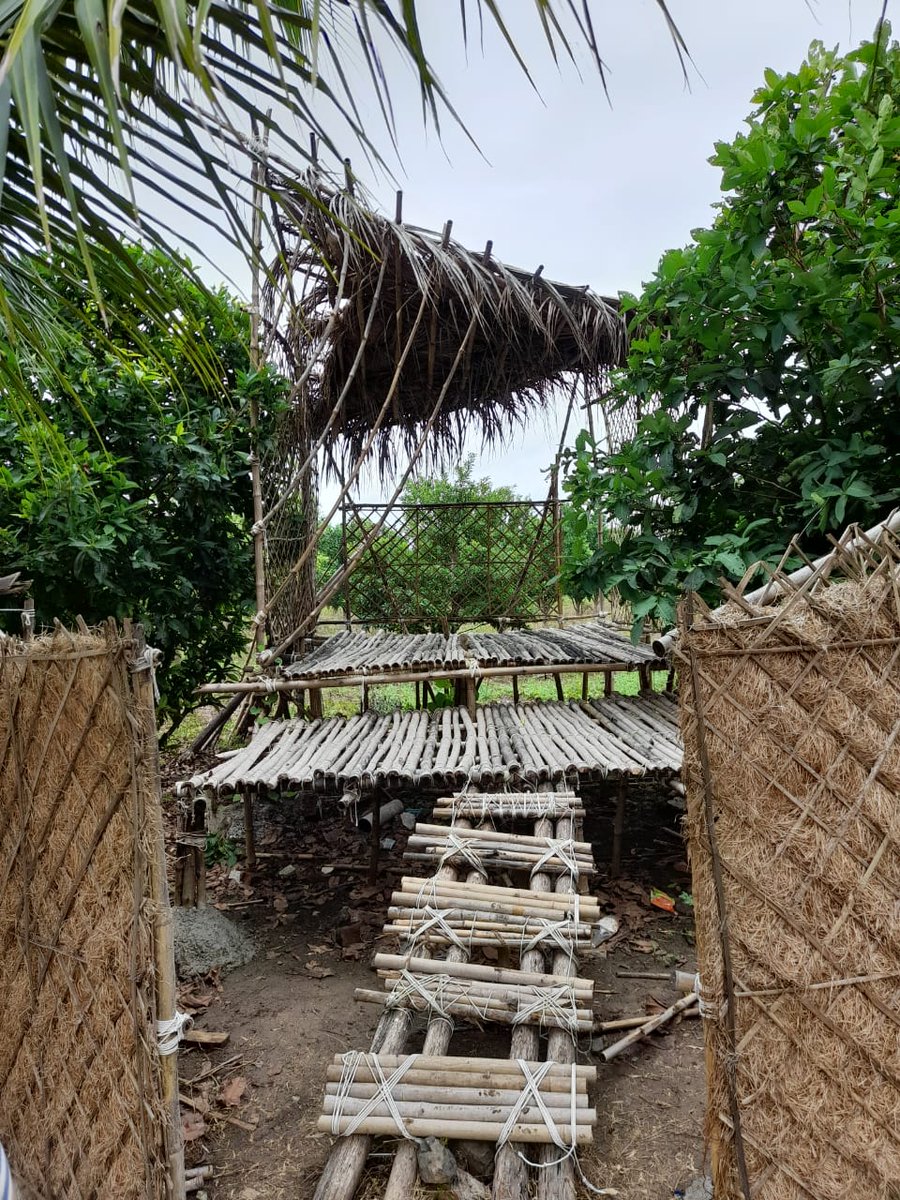 WalchaleNishant's tweet image. Designing with bamboo has been a truly rewarding experience. This material not only looks great but also has many sustainable benefits. #BambooArchitecture  #SustainableDesign 
Sharing a few photographs of my project building in Amravati, Maharashtra in India