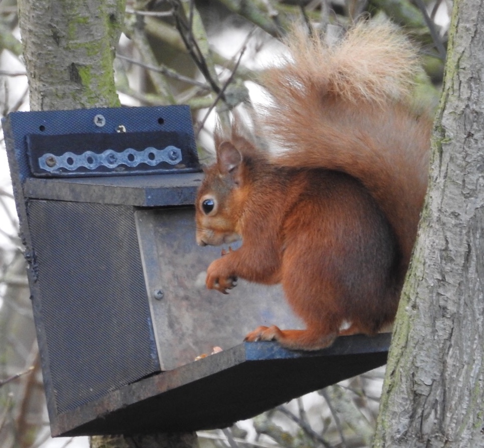 Pauline Gilbertson (@pollygilbert) on Twitter photo Today at <a href="/NorthWildlife/">Northumberland Wildlife Trust</a>'s Hauxley reserve four #redsquirrels were spotted, including this beautiful creature who kindly posed for me whilst enjoying a snack <a href="/MADRS5/">MAD Red Squirrels</a> <a href="/OurSquirrels/">Save our Red Squirrels</a> <a href="/SquirrelAccord/">UK Squirrel Accord</a> <a href="/Britnatureguide/">The British Nature Guide</a> <a href="/Mike_Pratt_NWT/">Mike Pratt</a> <a href="/britwildlife/">British Wildlife Mag</a> Today at <a href="/NorthWildlife/">Northumberland Wildlife Trust</a>'s Hauxley reserve four #redsquirrels were spotted, including this beautiful creature who kindly posed for me whilst enjoying a snack <a href="/MADRS5/">MAD Red Squirrels</a> <a href="/OurSquirrels/">Save our Red Squirrels</a> <a href="/SquirrelAccord/">UK Squirrel Accord</a> <a href="/Britnatureguide/">The British Nature Guide</a> <a href="/Mike_Pratt_NWT/">Mike Pratt</a> <a href="/britwildlife/">British Wildlife Mag</a>