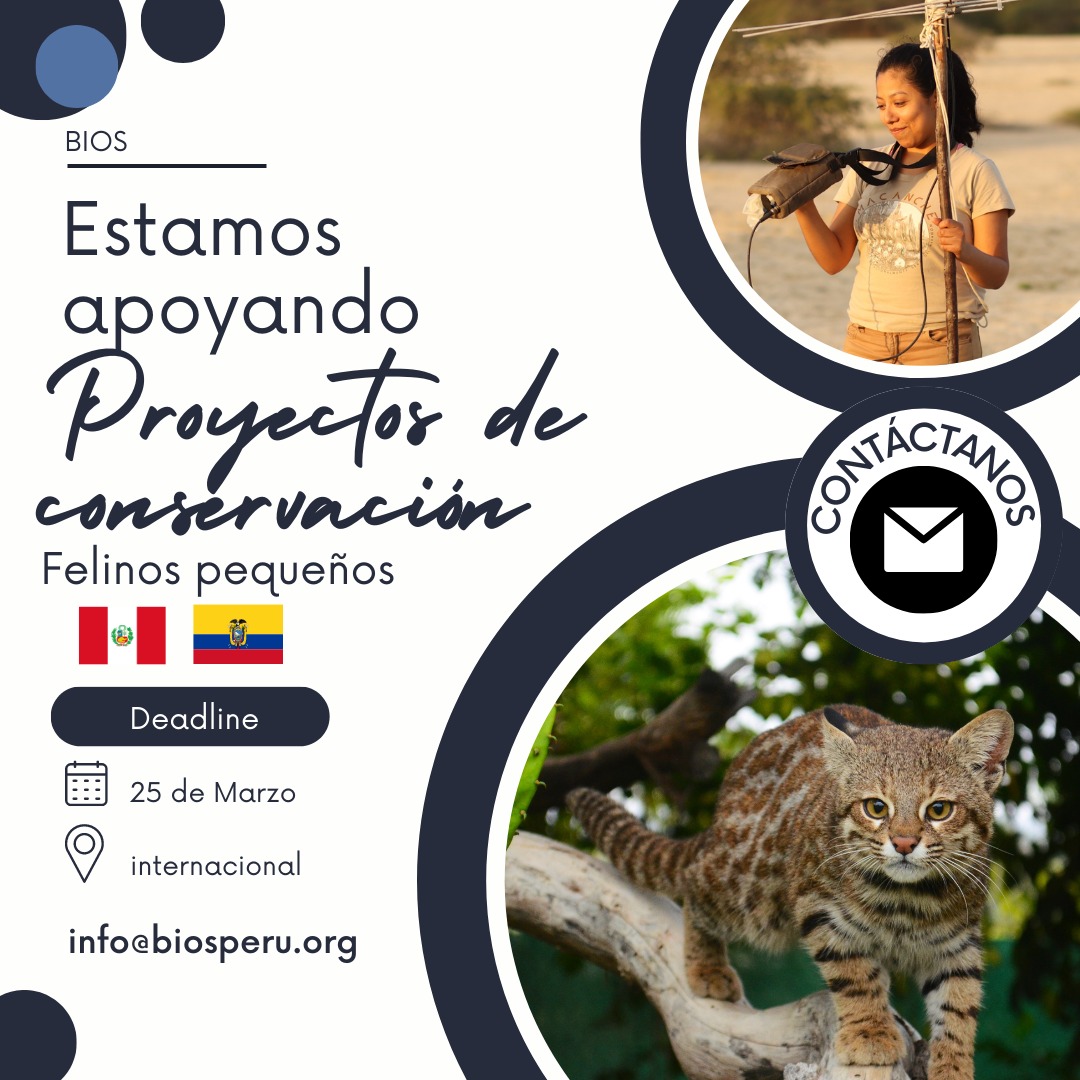 Alvaro García (@alvaro_garcia_o) on Twitter photo ¿Estás interesado en comenzar o ya tienes un proyecto de conservación en pequeños felinos? Podemos apoyarte de distinta manera, envía un correo a info@biosperu.org. Válido para Perú y Ecuador. #BioSPeru <a href="/CindyM_Hurtado/">Cindy Hurtado</a> ¿Estás interesado en comenzar o ya tienes un proyecto de conservación en pequeños felinos? Podemos apoyarte de distinta manera, envía un correo a info@biosperu.org. Válido para Perú y Ecuador. #BioSPeru <a href="/CindyM_Hurtado/">Cindy Hurtado</a>