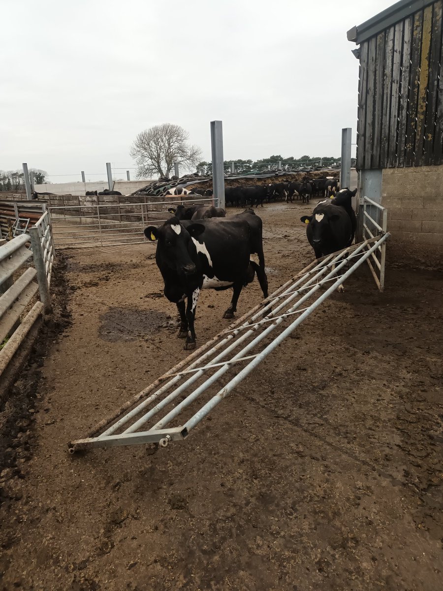 Celebrating success at our local ag society awards with dairy team last night, back to reality a little worse for wear this morning 🥳🙄