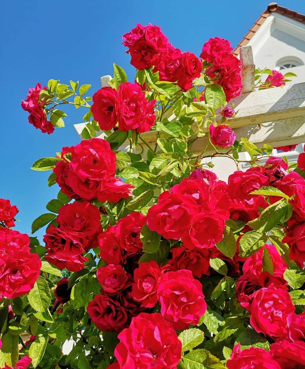 Ich denke, meine Lieblingsfarbe auf Rot zu ändern, wird eine gute Entscheidung sein, weil diese Blumen so toll und schön sind 😍 💖
