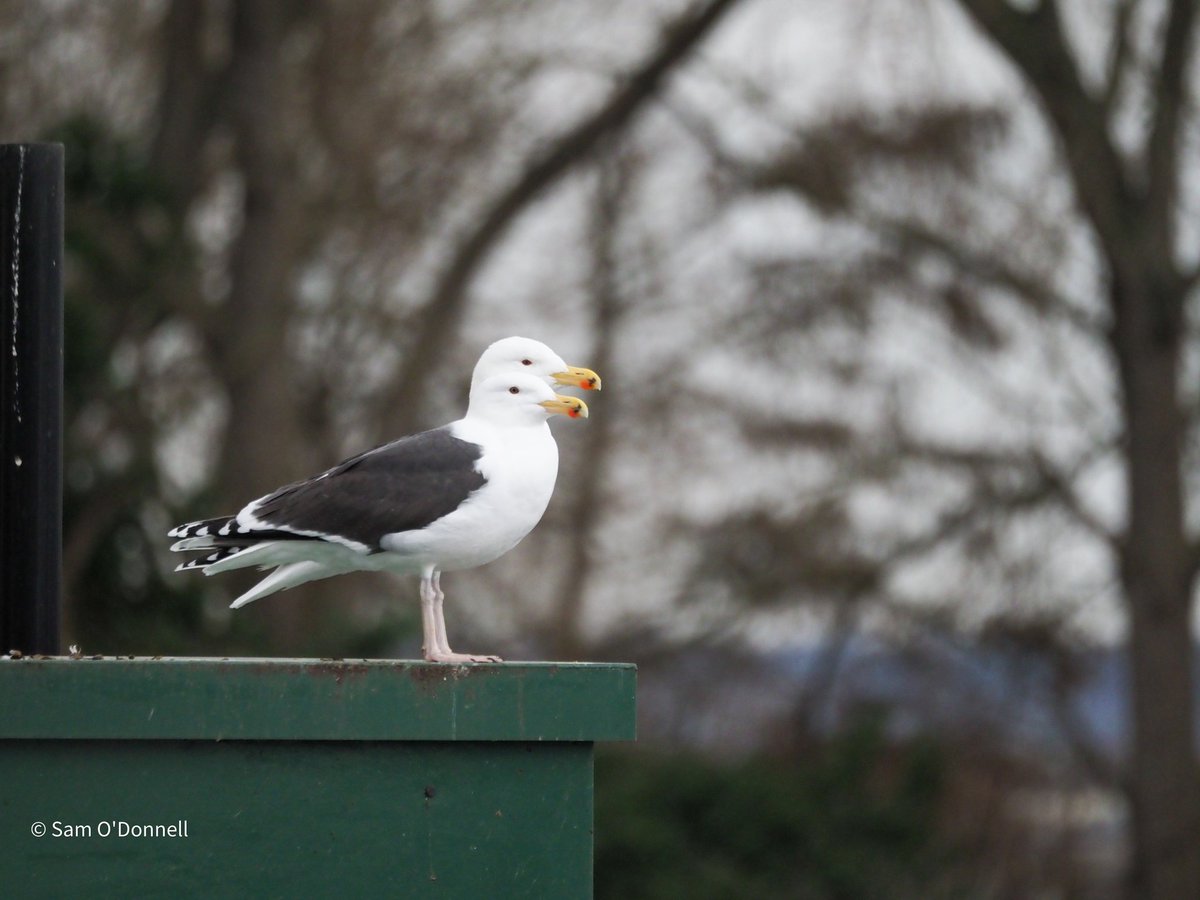 Mega Rare 2 headed Great Black-backed Gull spotted at @E17Wetlands this afternoon! @SaveLeaMarshes @WeLoveE17Marsh @LondonBirdClub