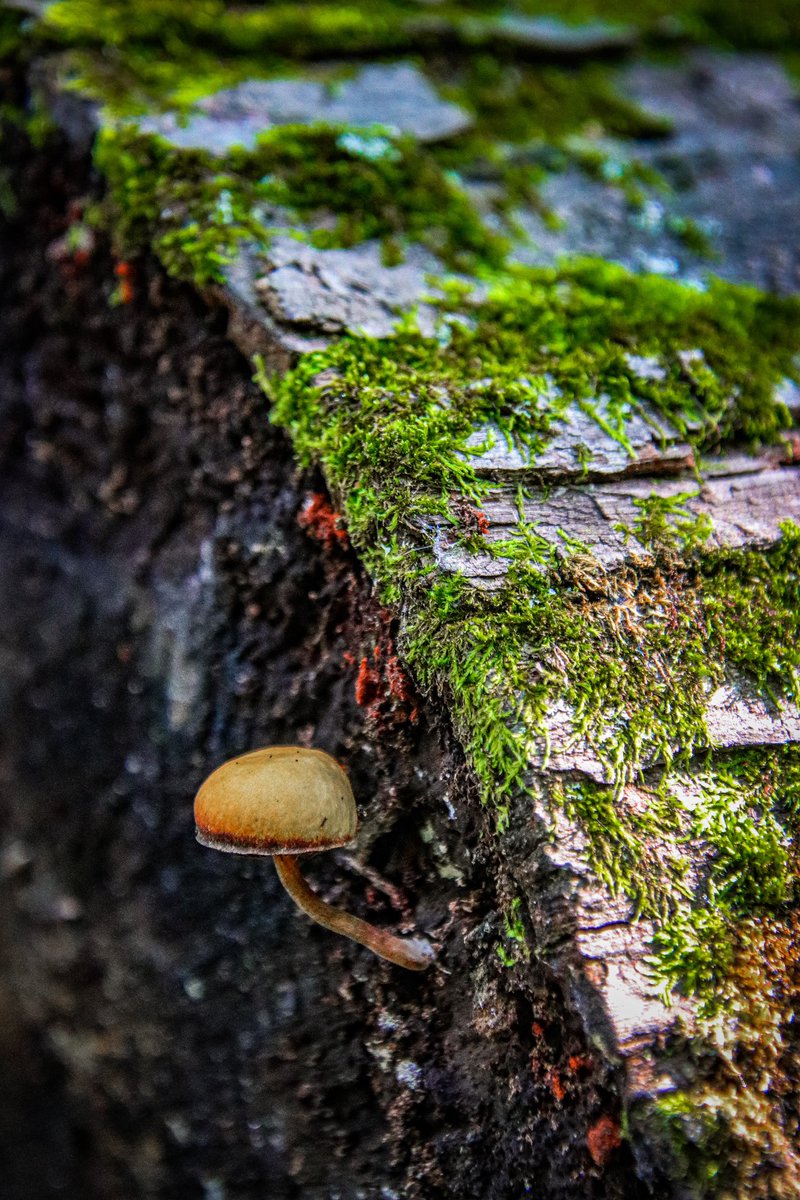 AdmiredArt tweet media