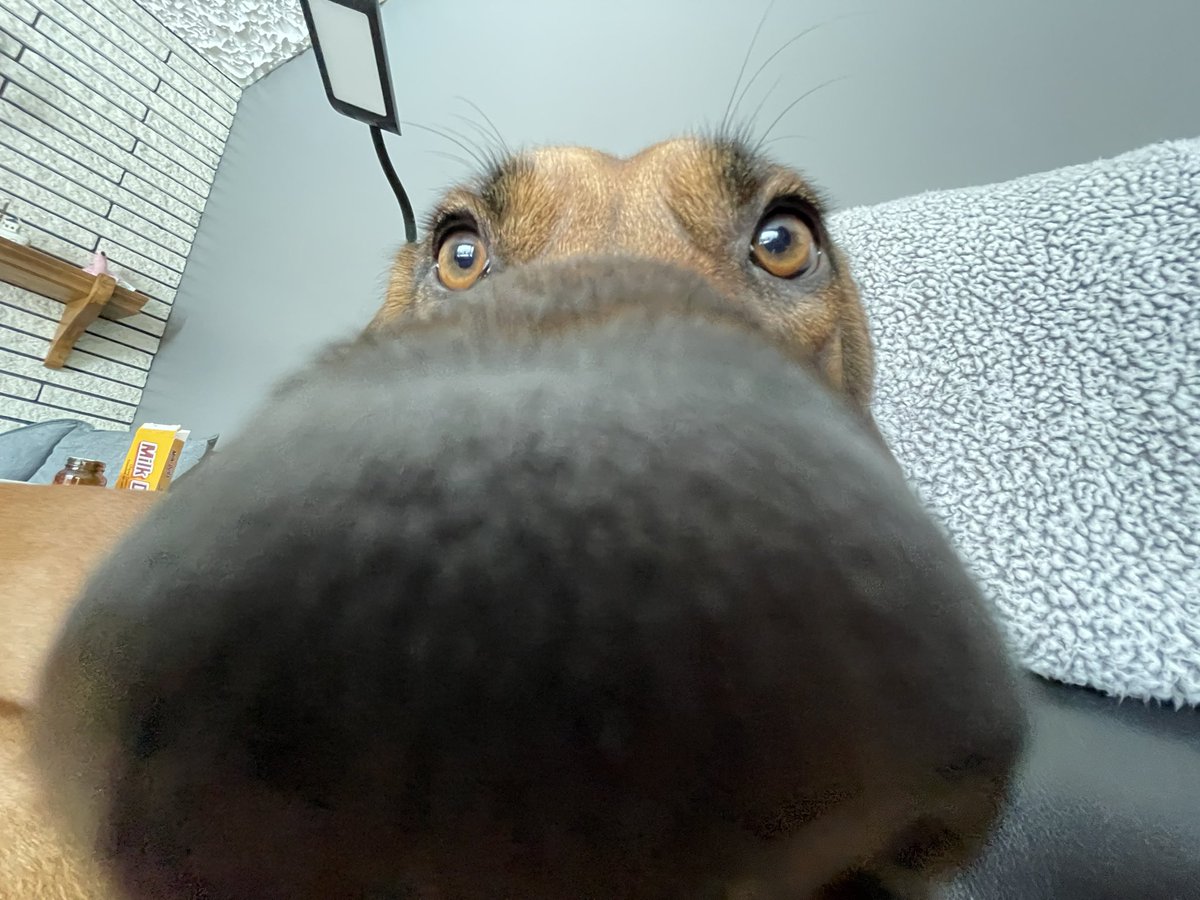 Nat🪩|| twitch.tv/natisntfunny tweet media