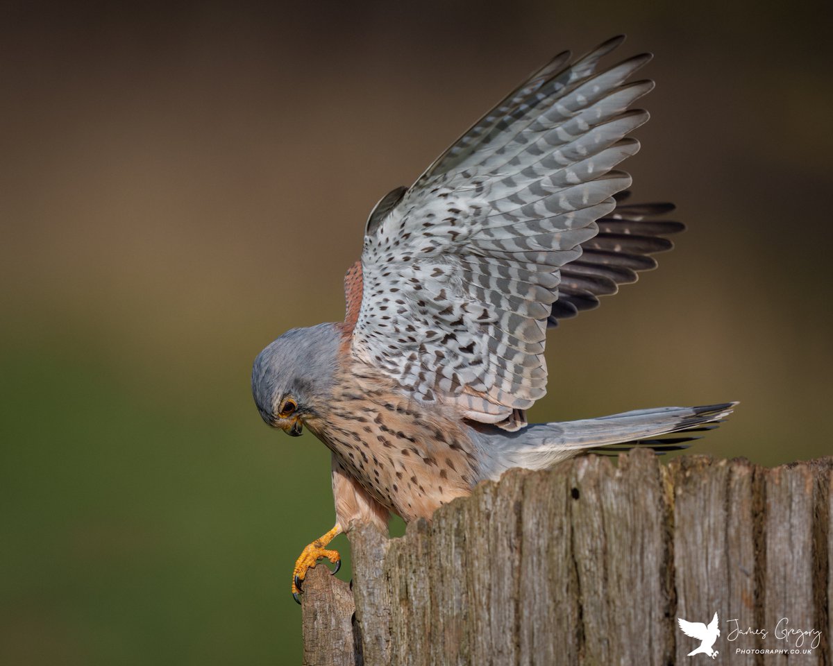 Kestrel (Yorkshire Uk)

#kestrel #raptors #birdsofprey #birdsseenin2023 #birdwatching #birdphotography #wildlifephotography #rspb #ukbirds #naturelovers #TwitterNatureCommunity #Springwatch #BBCCountryfileMagPOTD #BBCWildlifePOTD 
@Natures_Voice #SonyA1