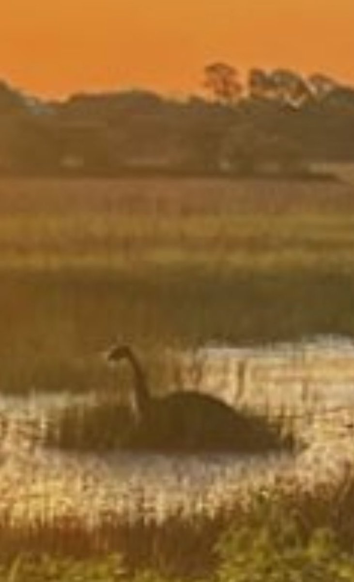 ediemiller_'s tweet photo. @ChuckTownDaily Wait a minute 🤣 🦕 https://t.co/zhHbalQ6Ic