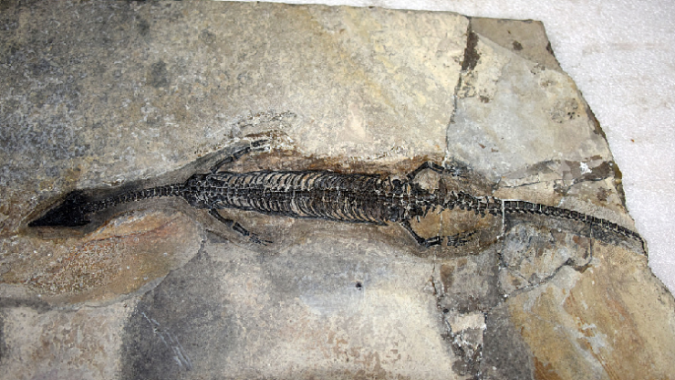 nowarchaeology_'s tweet photo. A 244 million year old marine reptile fossil discovered in Yunnan, China
#China #Earth #ecosystem #fossil #LuopingBiota #Mesozoic #ocean #Palaeozoic #Siberia #TriassicPeriod #Yunnan #paleontology
https://t.co/0MntOyOerN https://t.co/jatj0EeEpH