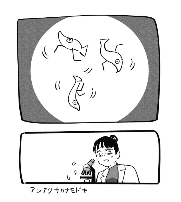 アシアリサカナモドキ 