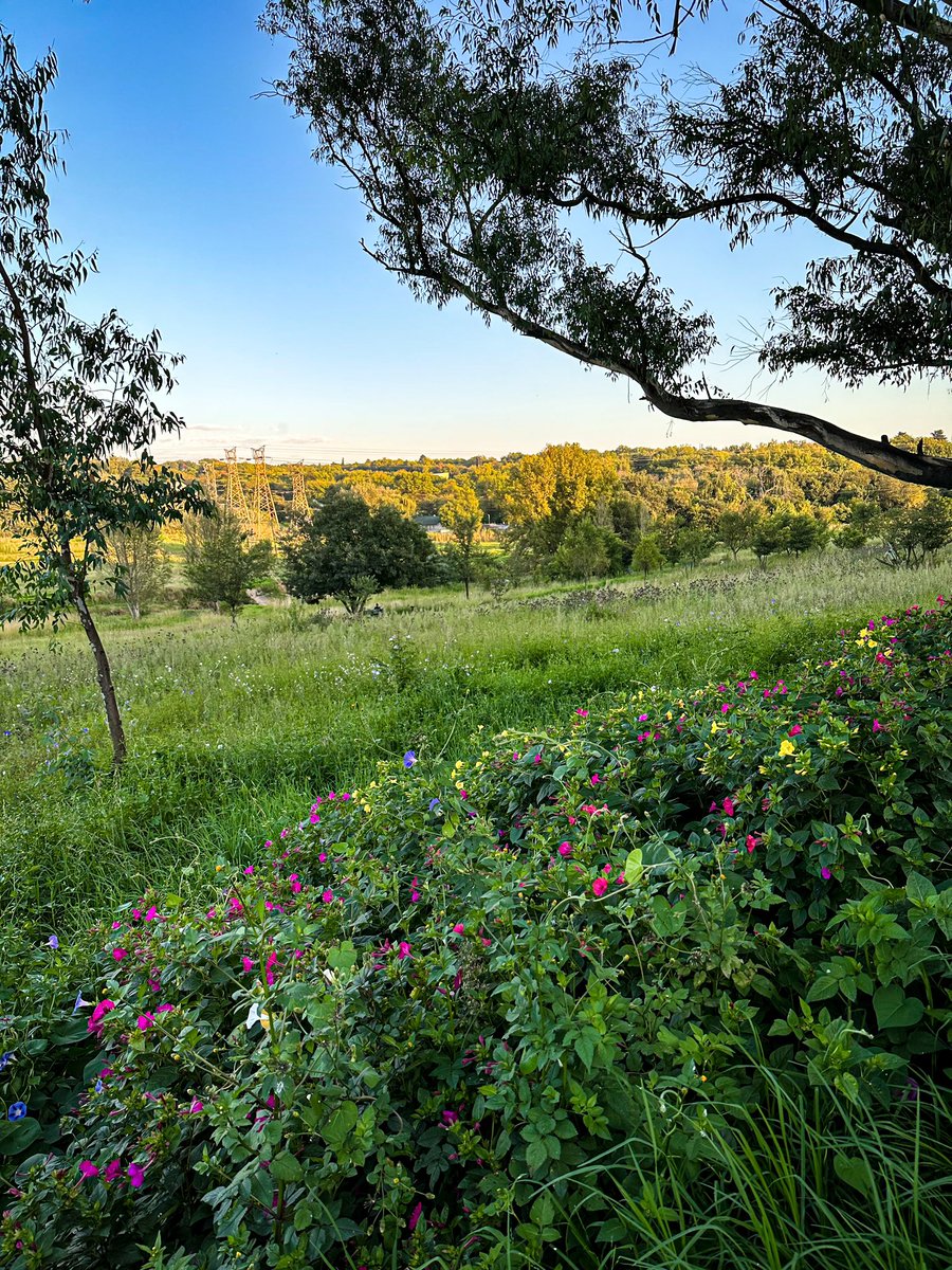 UlrichJvV's tweet photo. It’s a beautiful morning along the spruit. Have a blessed Sunday! 🌲🌞 https://t.co/r48JOCkYRS