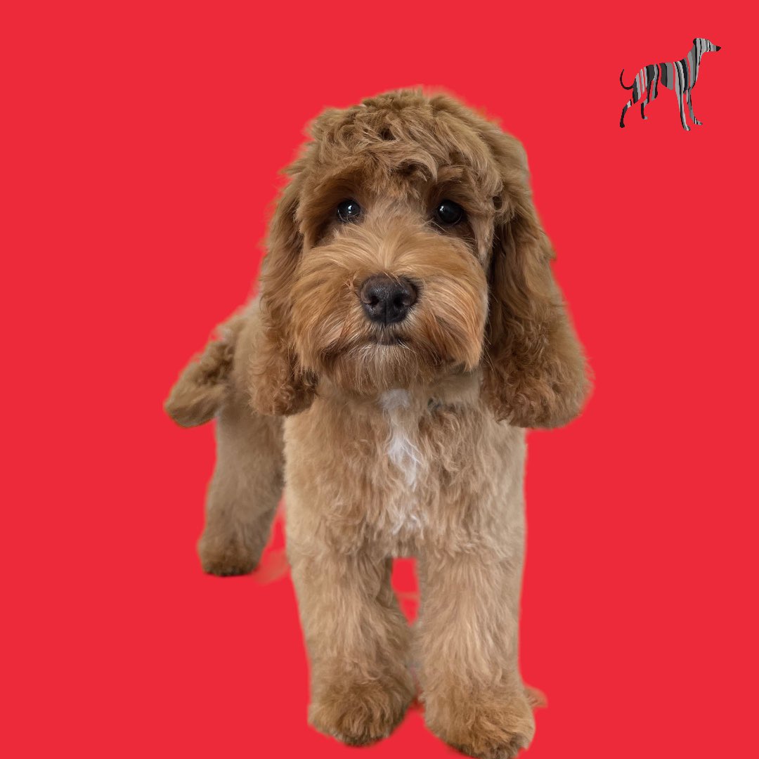 BlenheimandBlue's tweet photo. #blenheimandblue #doggrooming #dogsofinstagram #doggroomer #alfreton #matlock #crich #dog #doglover #doglyness #puppy #puppiesofinstagram #pup #dogs2023 https://t.co/JxJQD5MLCW