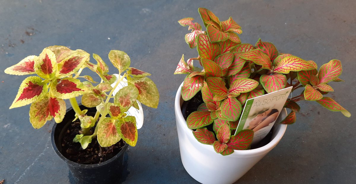 I did it! My 2 new additions to my plant collection. 🪴