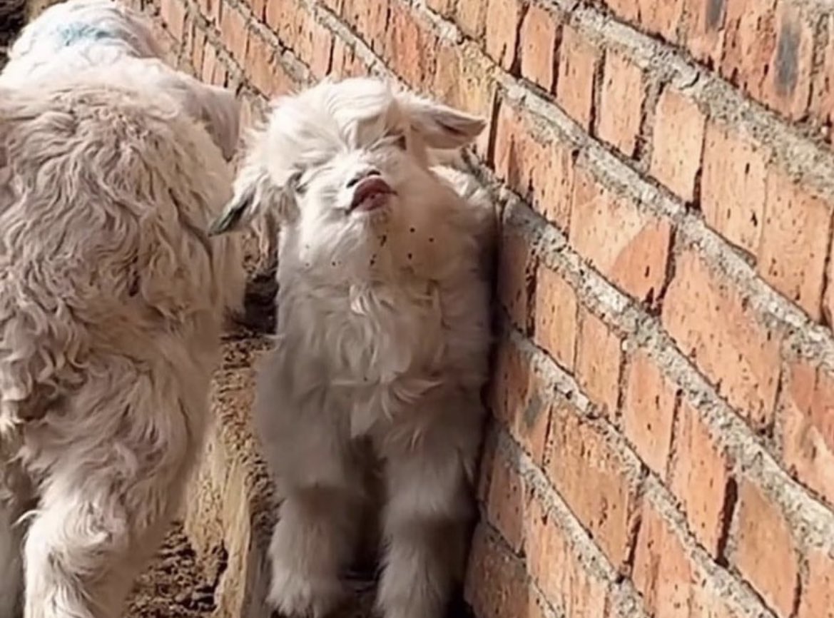 Dudak dolgusu yaptırmış tipe bakın 😊