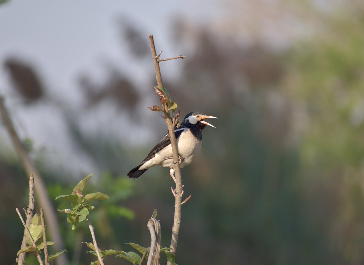 Indian pied myna (Gracupica contra)
#indiAves #TwitterNatureCommunity #birdphotography #ThePhotoHour #BirdsofIndia @Avibase
