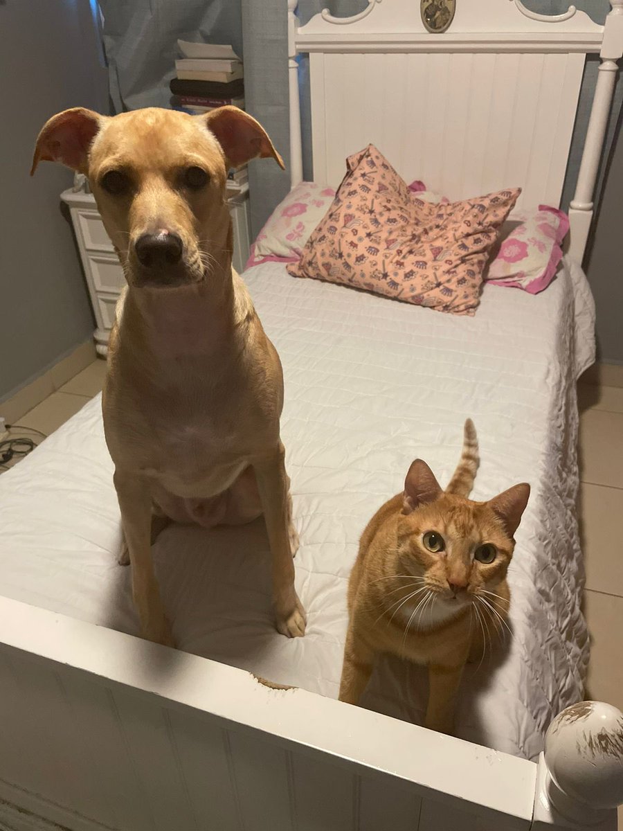 Sarahrosasarias's tweet photo. Los amo🥰 #misadoptados y son los mas agradecidos y cariñosos #Luca y #Fulo❤️ https://t.co/lHAp69raf6