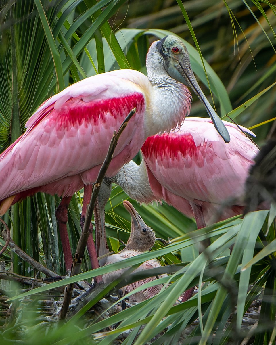 Roseate Spoonbill family...
#photography #NaturePhotography #wildlifephotography #thelittlethings