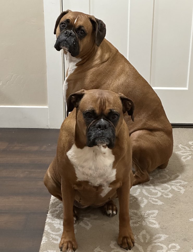 “Excuse me, where’s are food?”
I love these two knuckleheads so much!❤️❤️❤️❤️❤️ #boxersoftwitter #boxersarefamily #dogsoftwitter #boxerchat
