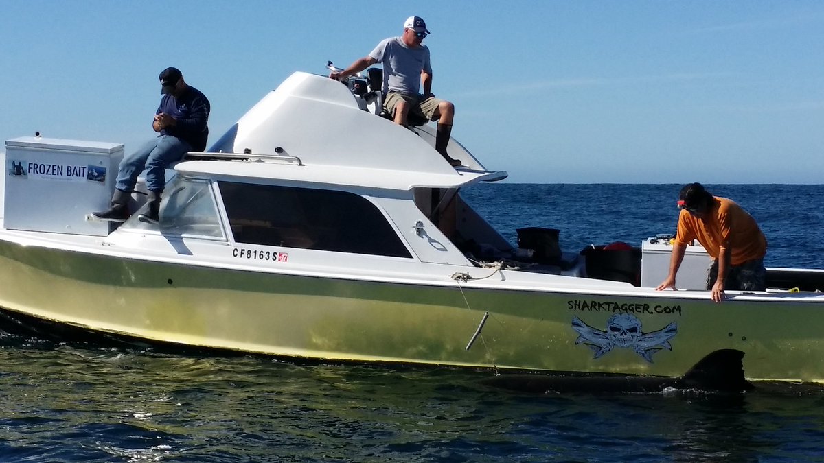 CulliverVincent's tweet photo. Shark tagging https://t.co/uRlp5plrWn