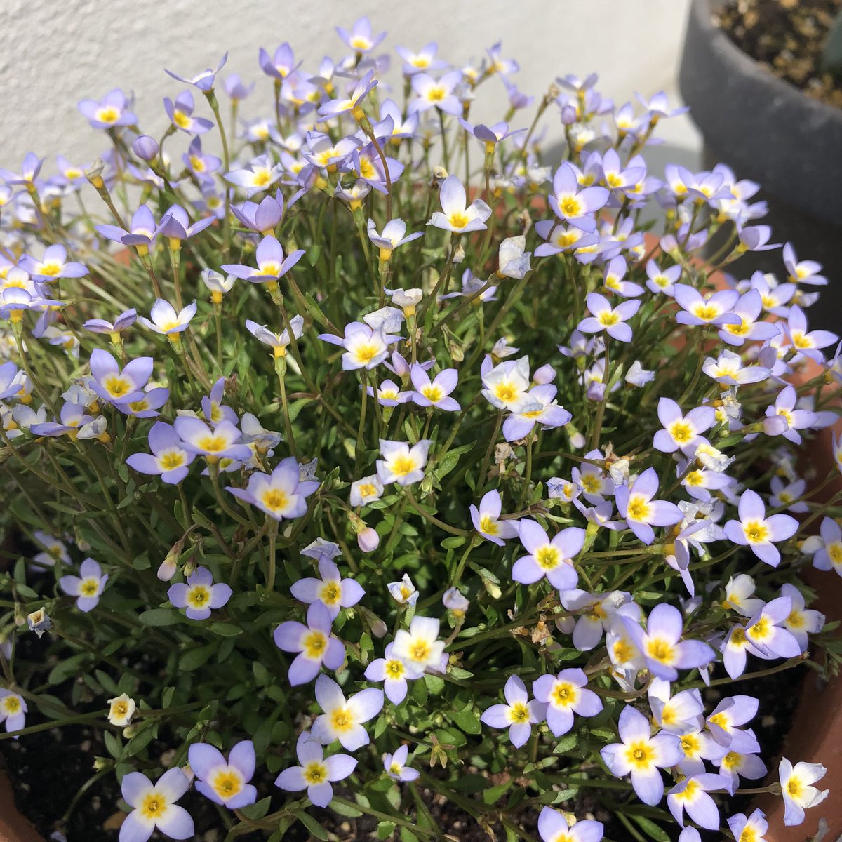 euoni_t's tweet photo. 春やなあ🌼風が気持ちいい😊 https://t.co/rlLnBrFnxE