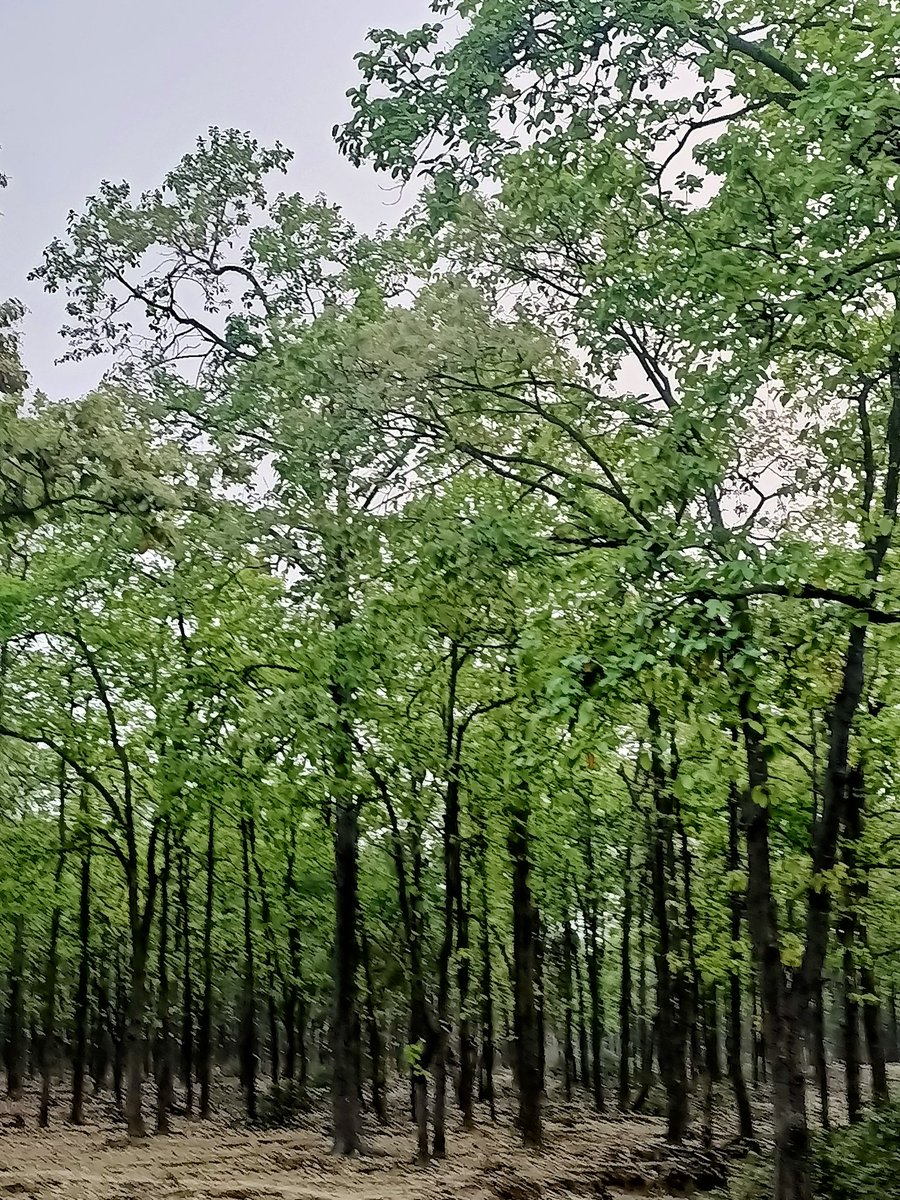 NabakishorePar7's tweet photo. Flowering of Shorea robusta( Sal tree) in northern Odisha. Nice fragrance , tender green leaves, Time for #Sarhulfestival , tribal  worship #saltree #nature gift @BiotechSanjeet @forestdepartme5 https://t.co/zSzHhZo5Vp