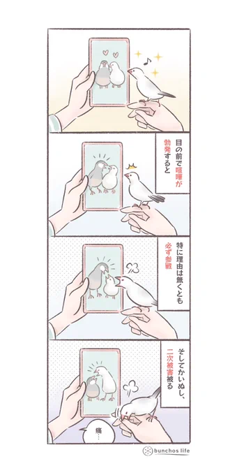 文鳥の喧嘩の連鎖に巻き込まれる
#文鳥 
#4コマ漫画 