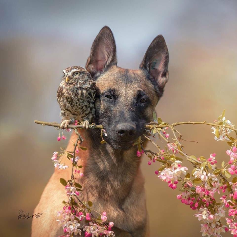 NecesitoUnPerro's tweet photo. Este perrito se merece un premio a la ternura!! https://t.co/18oxvl8QNo