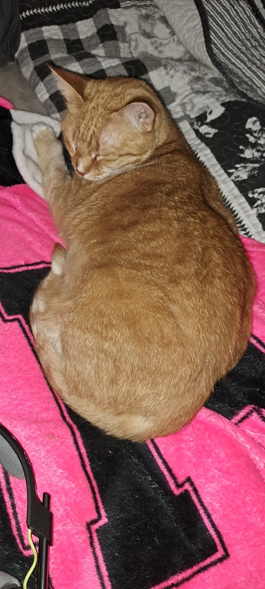 koolkittycats_'s tweet photo. S N O O O O Z i N G
ON
THE
J O B!!!!!!!!
LMAOOOO ๐คฃ ๐คฃ check out little miss orange Thang aka the OG double PussPuss tehe ! (She is 9 years old)
#kitties #cats #coolcats #koolkats #orangekitty #pusspuss https://t.co/66stPVr9JJ
