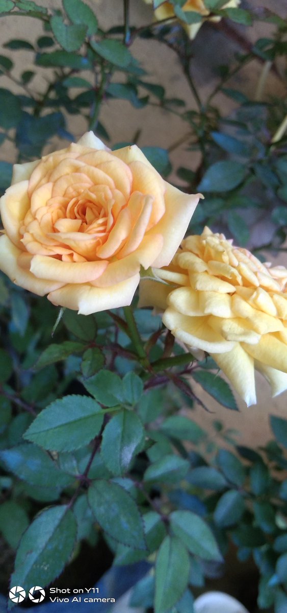 #ROSE yellow 💛
#Flowers