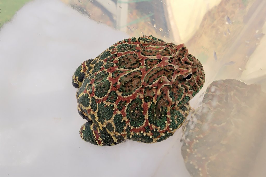 junkokko1416's tweet image. ガラス水槽にヒビが入ってしまい、とりあえず吊り棚ストッカーに入れられたパクちゃん🐸。むしろ軽いし持ちやすくてこのままになりそうな予感が…(笑)
#ベルツノガエル #pacmanfrog