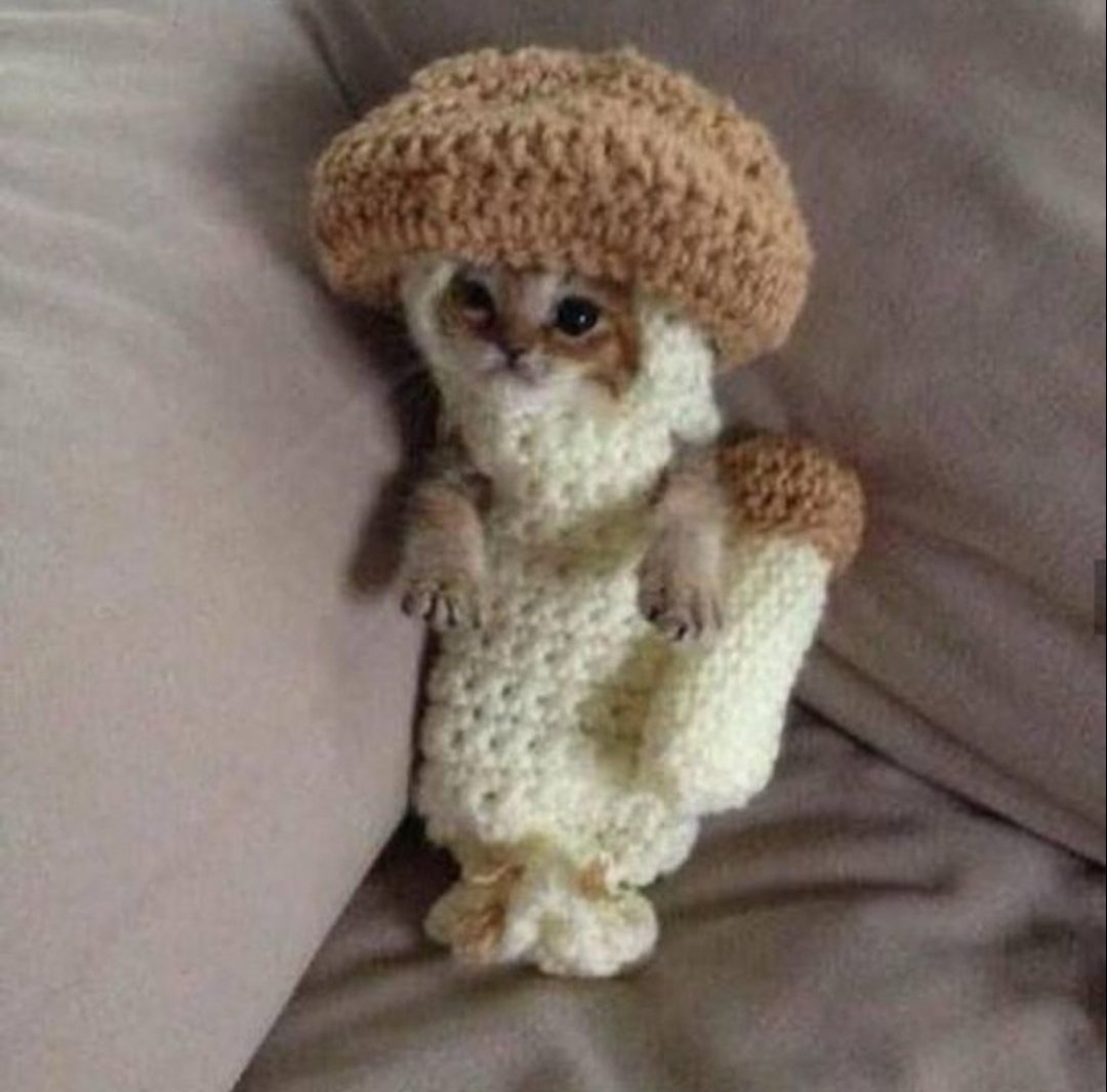 You will never be a real mushroom. You have no mycelium, you have no volva, you have no spores. You are a small kitten twisted by fabric and wool into a crude mockery of nature’s perfection.