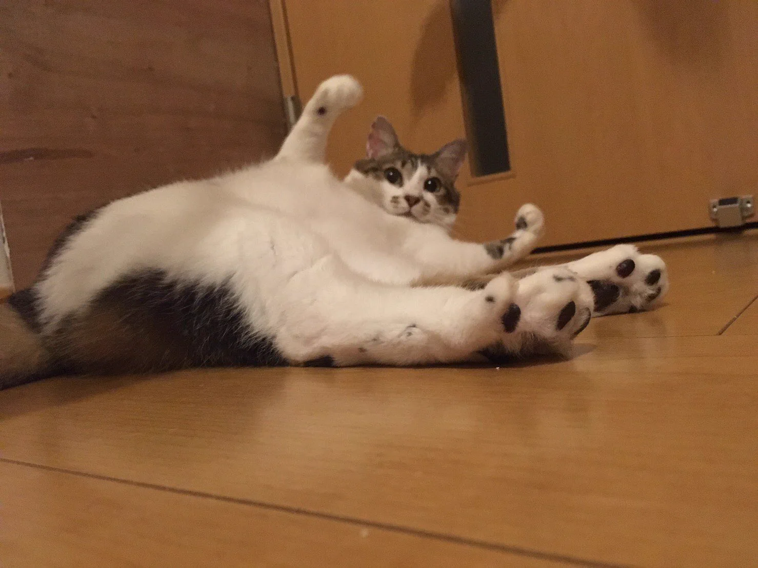 @hidekiccan うちの🐈女子なのにマッチョ💪です笑 