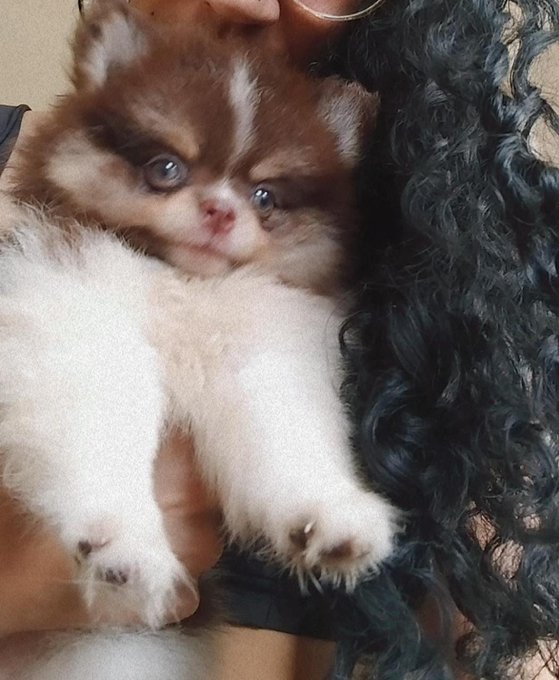 Soraia Tálassa 𝕏 - Uma das minhas princesinhas mais desejadas 🤍💛 https://t.co/5y8lpAEtUN